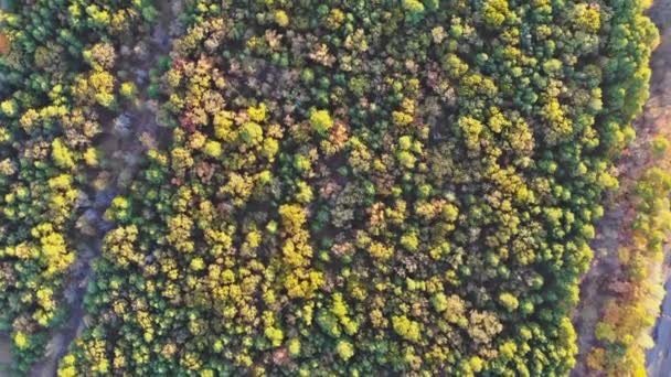 Όμορφο φθινόπωρο δάσος με κίτρινα και κόκκινα δέντρα εναέρια άποψη κορυφή. — Αρχείο Βίντεο