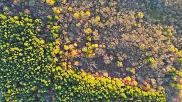 Foresta autunnale con alberi gialli e rossi vista aerea . — Video Stock