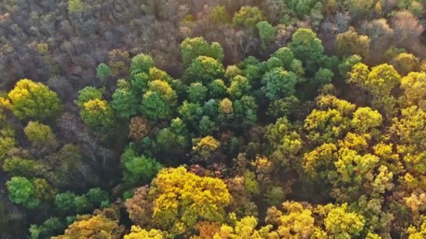 Landschap met herfst een hoogte bomen met kleurrijke en gele bladeren. — Stockvideo