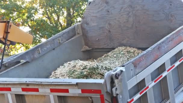 Μεγάλος τεμαχιστής μηχάνημα φυσάει κλαδιά δέντρων κομμένα — Αρχείο Βίντεο