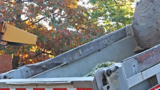 Hout chipper machine het vrijgeven van de geraspte bossen in een vrachtwagen — Stockvideo