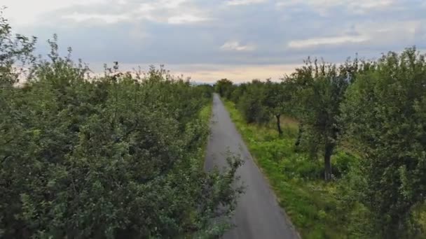 Camino de asfalto de importancia local que pasa rodeado de campos entre los árboles . — Vídeos de Stock