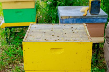 Yaşlı arı yetiştiricisi arı kovanını arı ailesinin hayatını incelemek için hazırlıyor.