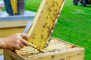 Arı yetiştiricisi arılarla çalışıyor. Arı kovanlarının yanında duruyorlar. Yazın, güneşli bir günde arılarla dolu çerçeveyi inceliyorlar..