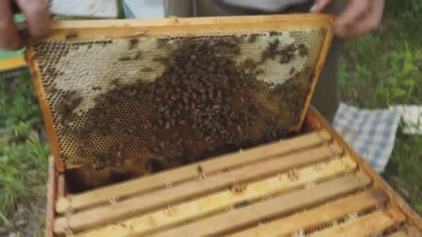 Imker hält einen Pflegerahmen in der Nähe der Bienenstöcke, ein Mann kontrolliert die Bienenhaltung. — Stockvideo
