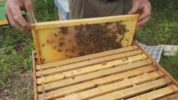 Apicultor trabalhando com abelhas em pé perto de colmeias no apiário no verão inspecionando quadro cheio de abelhas em um dia ensolarado . — Vídeo de Stock
