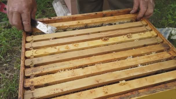 養蜂家は蜂蜜で満たされていることを確認するためにハニカムでフレームを取り出します — ストック動画