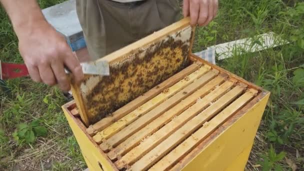 Apicultor trabajando con abejas de pie cerca de colmenas en el colmenar en verano inspeccionando el marco lleno de abejas en un día soleado . — Vídeo de stock