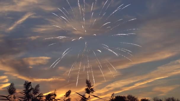 Fogos de artifício de férias brilhantes grandes dourados Dia da Independência com a natureza no período de crepúsculo que inclusive do pôr do sol — Vídeo de Stock