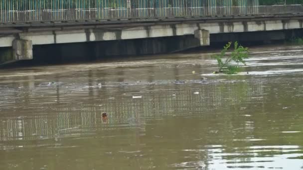 Πλημμύρα πάνω από τη γέφυρα του ποταμού πνιγμένη από τις πλημμύρες — Αρχείο Βίντεο