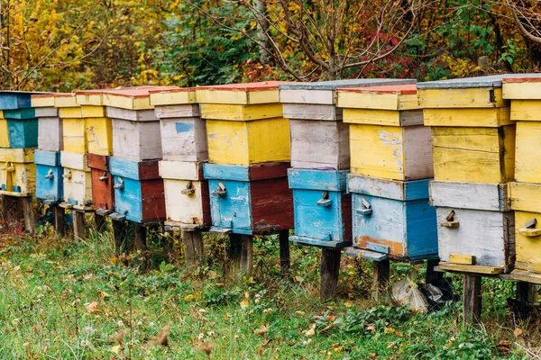 Abeilles Volant Près Ferme Ruche Travaillant Sur Colonie Abeilles — Photo