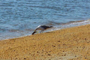 Karabatak canlı balık yiyor. Okyanusa yeni yakalanmış.