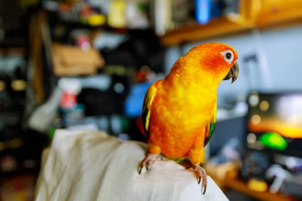 Сонячний Папуга Красивих Кольорів Жовтого Помаранчевого Червоного Атратінга Сидить Стільці — стокове фото