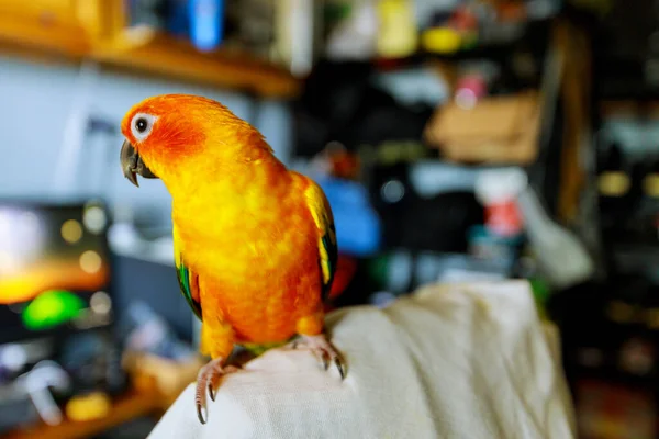 Aratinga Solstitialis Pássaro Papagaio Senta Periquito Cadeira Sol Belas Cores — Fotografia de Stock