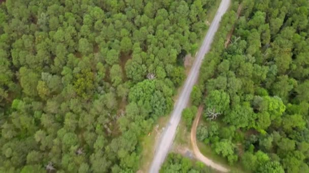 Bir taşra yolunun yeşil ormanından geçen kırsal yolun havadan görüntüsü. — Stok video