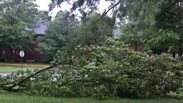 De gebroken bomen na krachtige orkaan stormschade — Stockvideo
