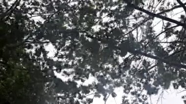 Fırtına sırasında ağaçlar, sağanak yağmur ve güçlü rüzgâr ağaçları üflüyor.
