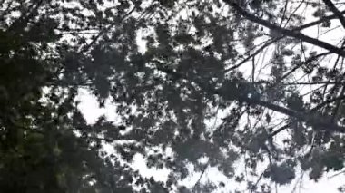 Fırtına sırasında ağaçlar, sağanak yağmur ve güçlü rüzgâr ağaçları üflüyor.