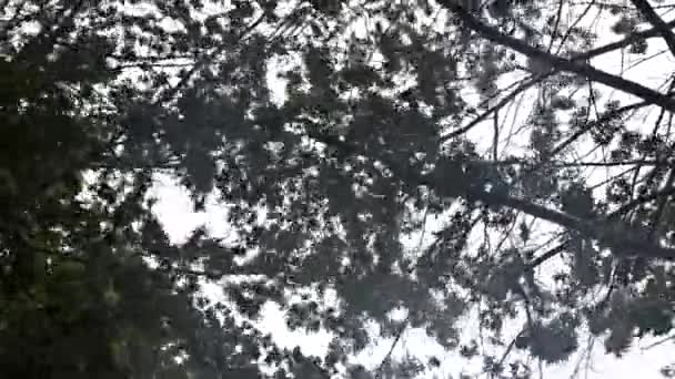 Bäume bei Sturm und starkem Regen und starkem Wind — Stockvideo