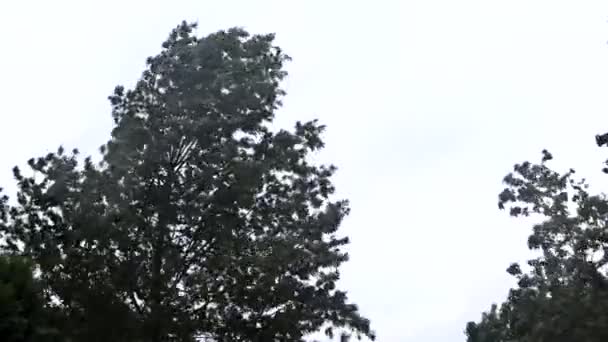 Tempesta di brutto tempo che soffia alberi durante la forte pioggia e vento forte. — Video Stock