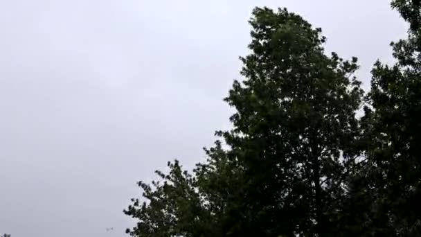 Unwetter Sturm weht bei starkem Regen und starkem Wind Bäume um. — Stockvideo