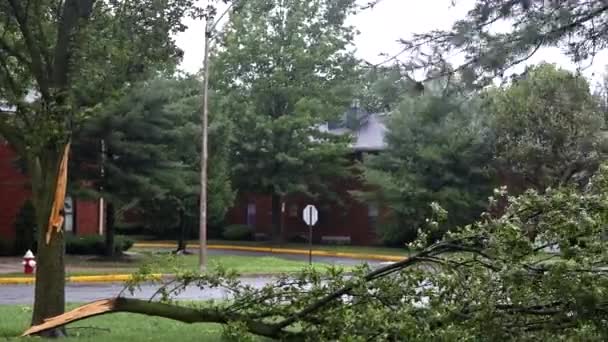 Gebroken boom omgevallen blokkeer de schade na van de nacht orkaan storm — Stockvideo