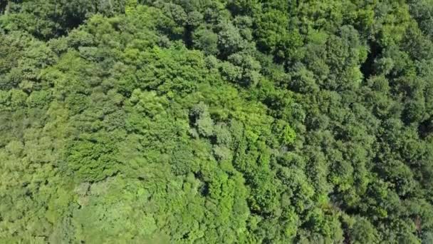 Luftaufnahme des Sonnendurchbruchs im grünen Baumwald — Stockvideo