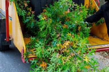 Kavak gövdesi öğütme makinesini yonga öğütücü ağaç dalları haline getiriyor.