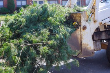 İşçi peyzajcıları fazladan dalları bir kamyona yerleştiriyor.