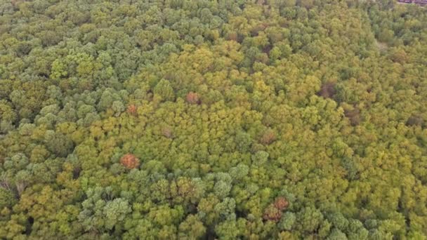 가을초, 안개낀 아침 하늘에서 혼합 된 숲을 바라본다 — 비디오