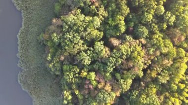 Güneşli bir sonbahar sabahı sisli bir havada, ağaçlarla kaplı, karışık ormanın üstündeki hava manzarası.