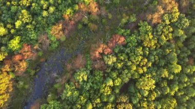 Sonbaharın parlak sarı yaprakları ile dolu yaprak döken sonbahar ormanındaki doğa havası.