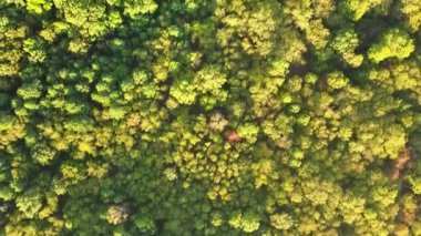 Güneşli bir sonbahar sabahı sisli bir havada, ağaçlarla kaplı, karışık ormanın üstündeki hava manzarası.