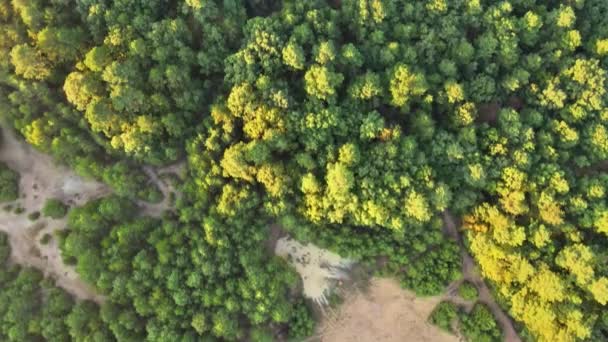 Luchtfoto van mistige bomen in kleurrijke zonsopgang op herfstlandschap met bos in lage wolken — Stockvideo