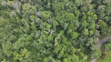 Park manzarası yeşil ormanın güzel manzarası.
