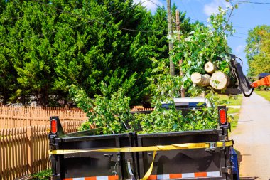 İşçiler temiz iş günlerinde yeni kesilmiş ağaç dallarını kamyona yüklerler.