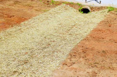 Saman hasırı, erozyonu önlemek için çıplak toprağın üzerine yerleştirilir, çim ektikten sonra kanalizasyon borusuyla yerleştirilir.