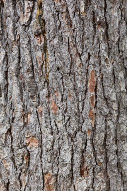 çam kabuğu gövde doku. ahşap doku