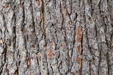 çam kabuğu gövde doku. ahşap doku