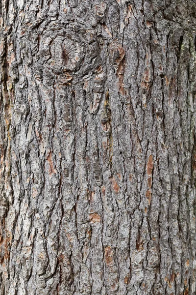 Texture Pine Bark Trunk Wood Texture — Stock Photo, Image