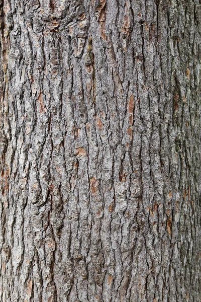 Texture Pine Bark Trunk Wood Texture — Stock Photo, Image