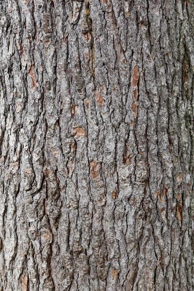 Texture Pine Bark Trunk Wood Texture — Stock Photo, Image