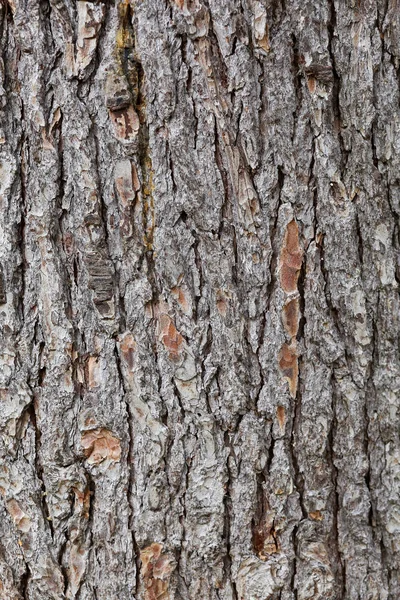 Texture Pine Bark Trunk Wood Texture — Stock Photo, Image