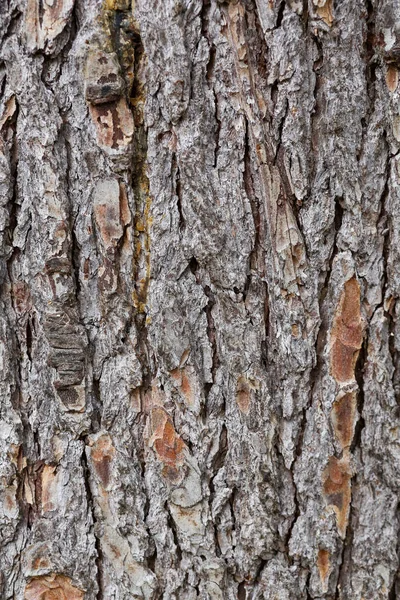 Texture Pine Bark Trunk Wood Texture — Stock Photo, Image