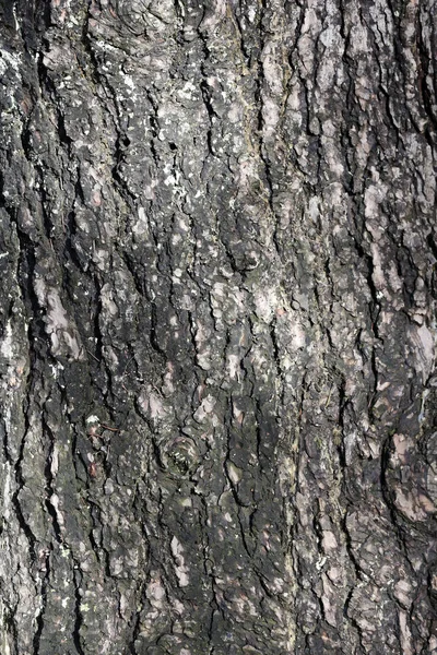 Texture Pine Bark Trunk Wood Texture — Stock Photo, Image