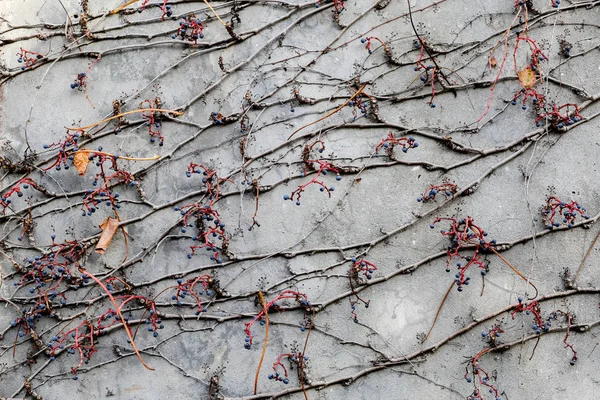 Ivy ile hafif duvar. bitki doku