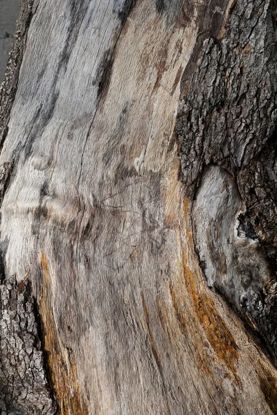Texture Pine Bark Trunk Wood Texture — Stock Photo, Image
