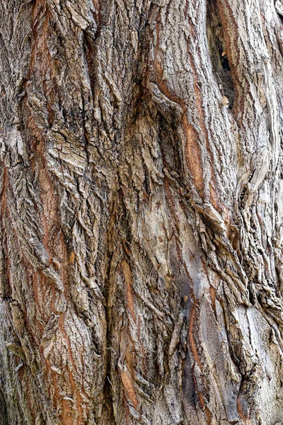 Texture Bark Cypress — Stock Photo, Image