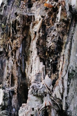 eski ağaç kabuğu gövdesi doku. ahşap doku