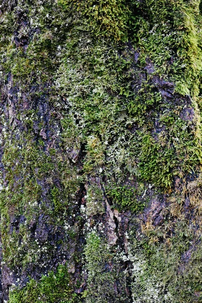 Υφή Των Παλαιών Φλοιό Κορμού Δέντρου Ξύλο Υφή Βρύα — Φωτογραφία Αρχείου